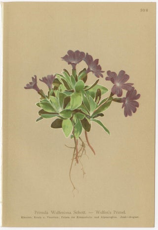 Alpine Primula Botanical Prints, Decorative Floral Set, Palla 1897, view 6