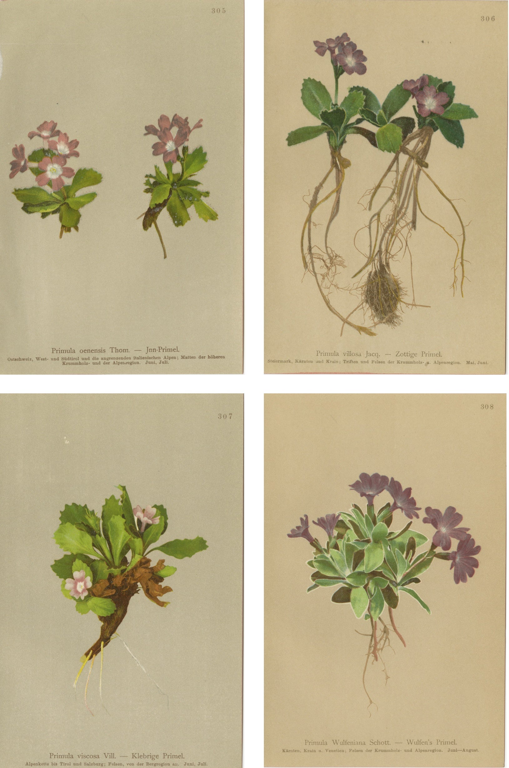 Alpine Primula Botanical Prints, Decorative Floral Set, Palla 1897
