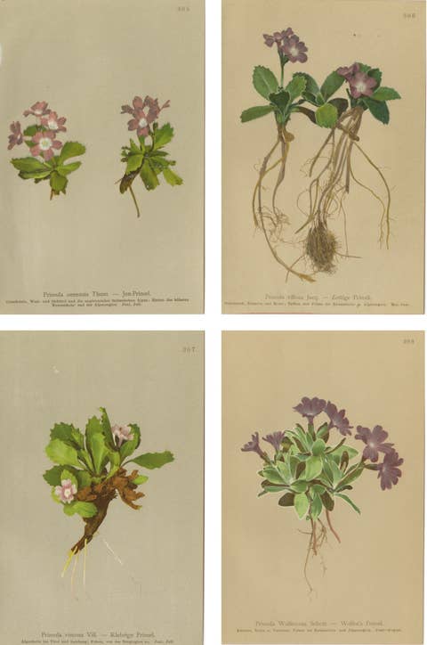 Alpine Primula Botanical Prints, Decorative Floral Set, Palla 1897