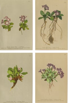 Gravures botaniques sur la primevère des Alpes, ensemble floral décoratif, Pallas 1897