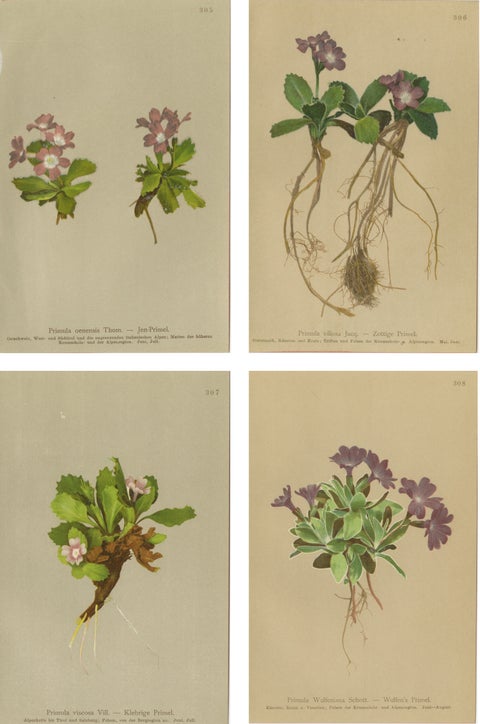 Alpine Primula Botanical Prints, Decorative Floral Set, Palla 1897
