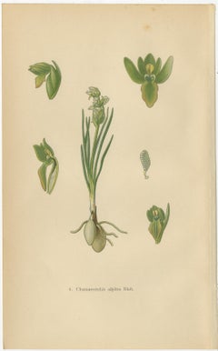 Alpine to Woodland: The Orchid Spectrum of 1904 in Antique Prints