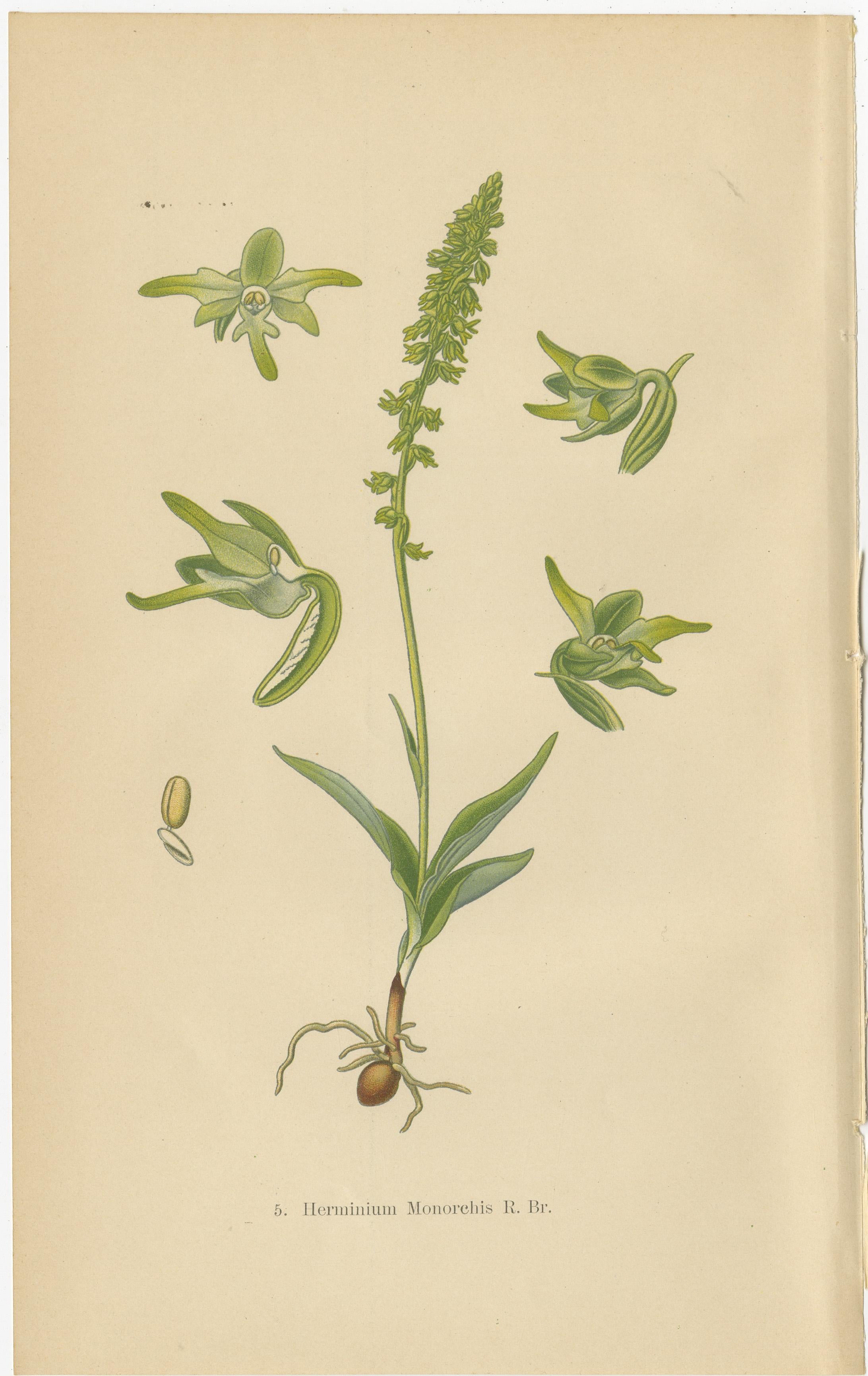 Alpine to Woodland: The Orchid Spectrum of 1904 in Antique Prints In Good Condition For Sale In Langweer, NL