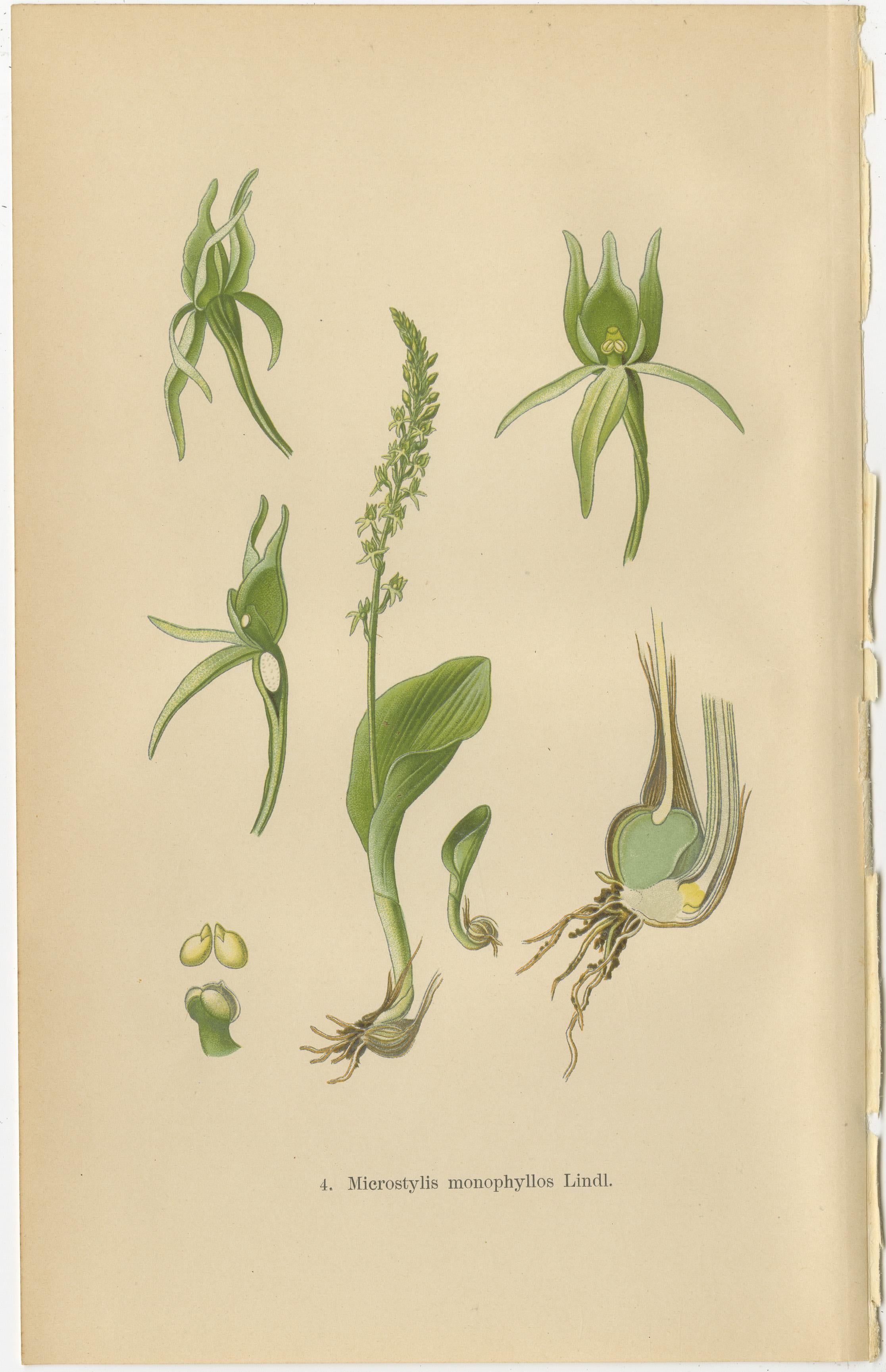 Early 20th Century Alpine to Woodland: The Orchid Spectrum of 1904 in Antique Prints For Sale