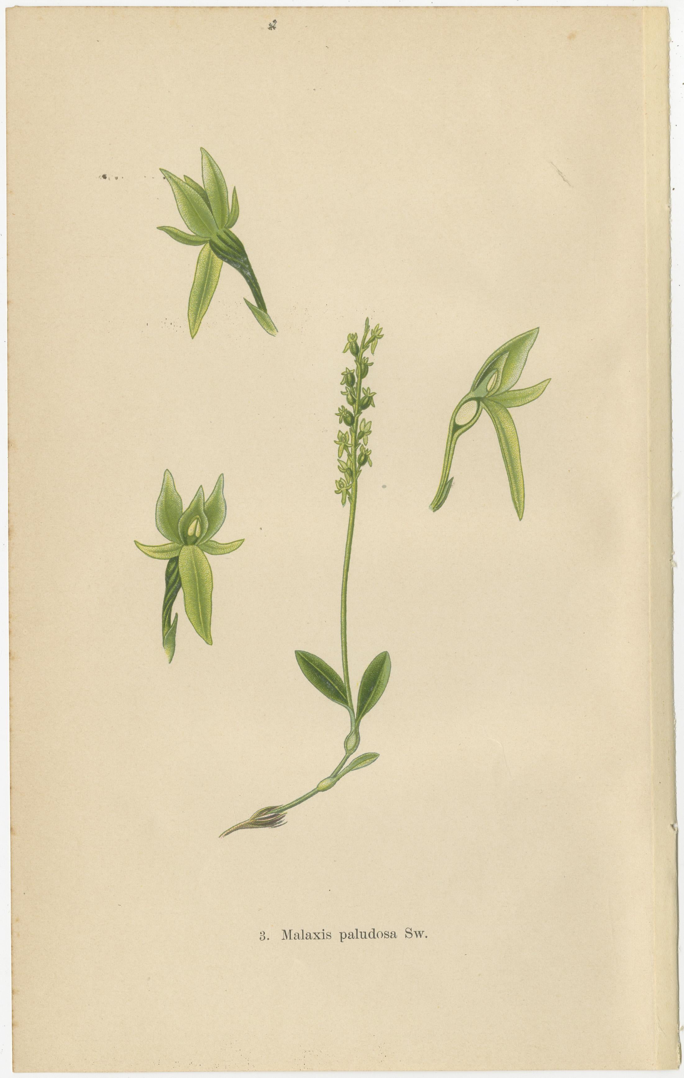 Paper Alpine to Woodland: The Orchid Spectrum of 1904 in Antique Prints For Sale