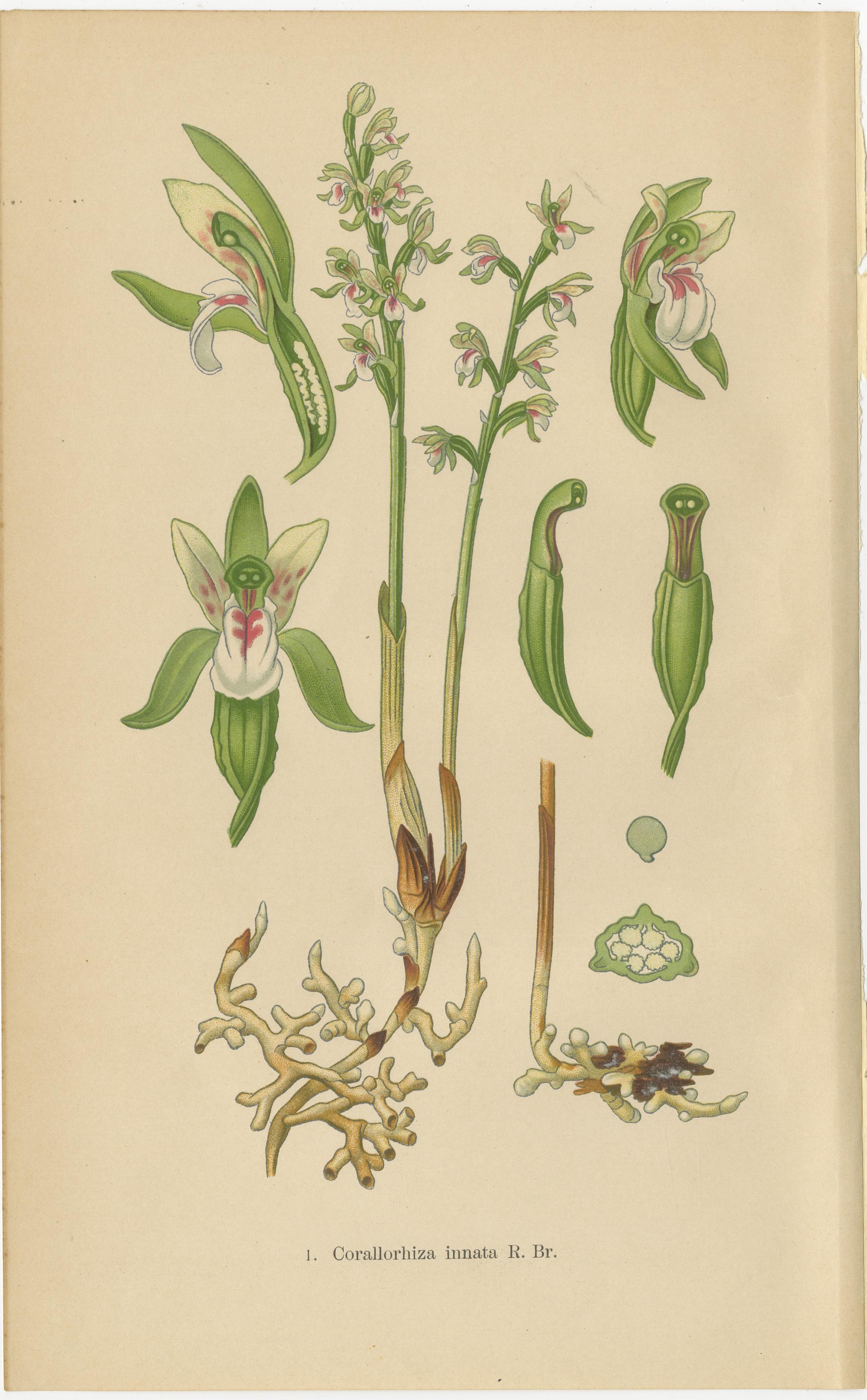 Alpine to Woodland: The Orchid Spectrum of 1904 in Antique Prints For Sale 2