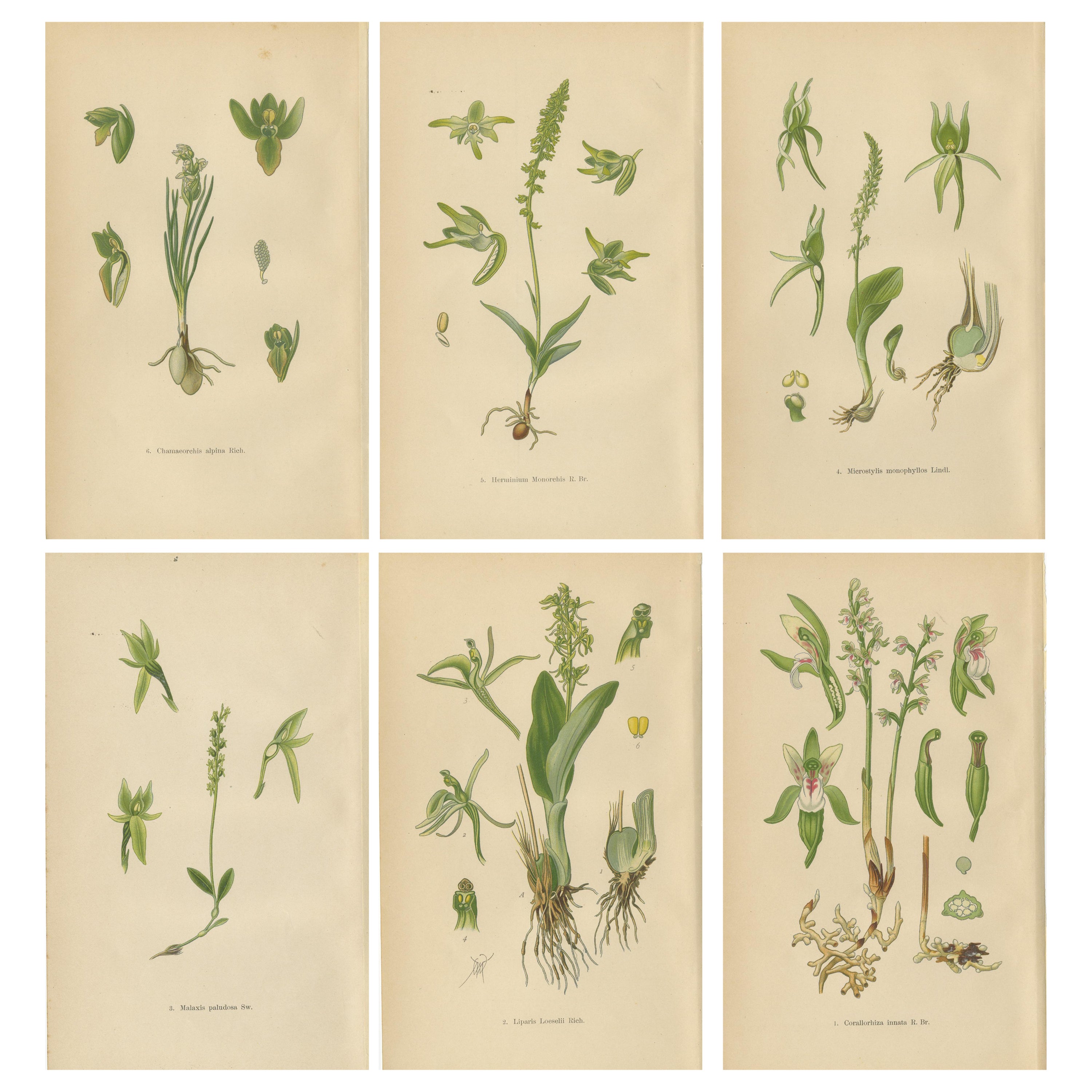 Alpine to Woodland: The Orchid Spectrum of 1904 in Antique Prints
