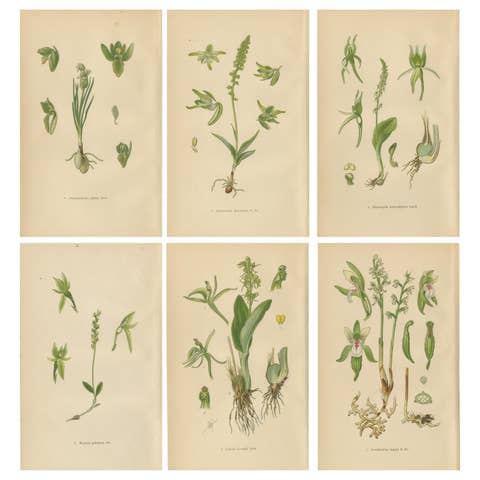 Alpine to Woodland: The Orchid Spectrum of 1904 in Antique Prints