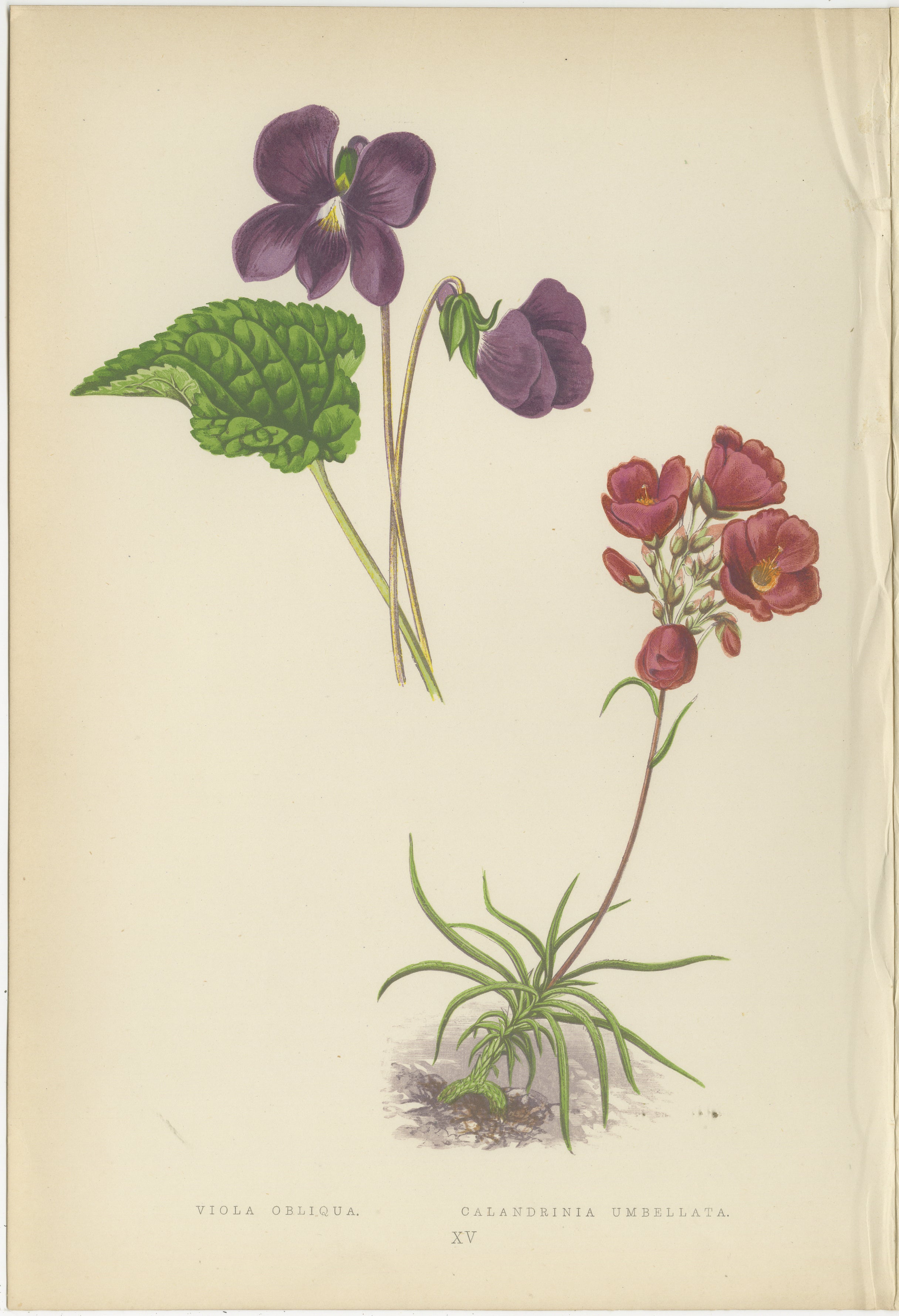 Alpine Violet and Red Calandrinia hand coloured botanical print 1874

This finely hand coloured botanical print from 1874 features two striking alpine plants, Viola obliqua and Calandrinia umbellata. It was published in London by George Bell and