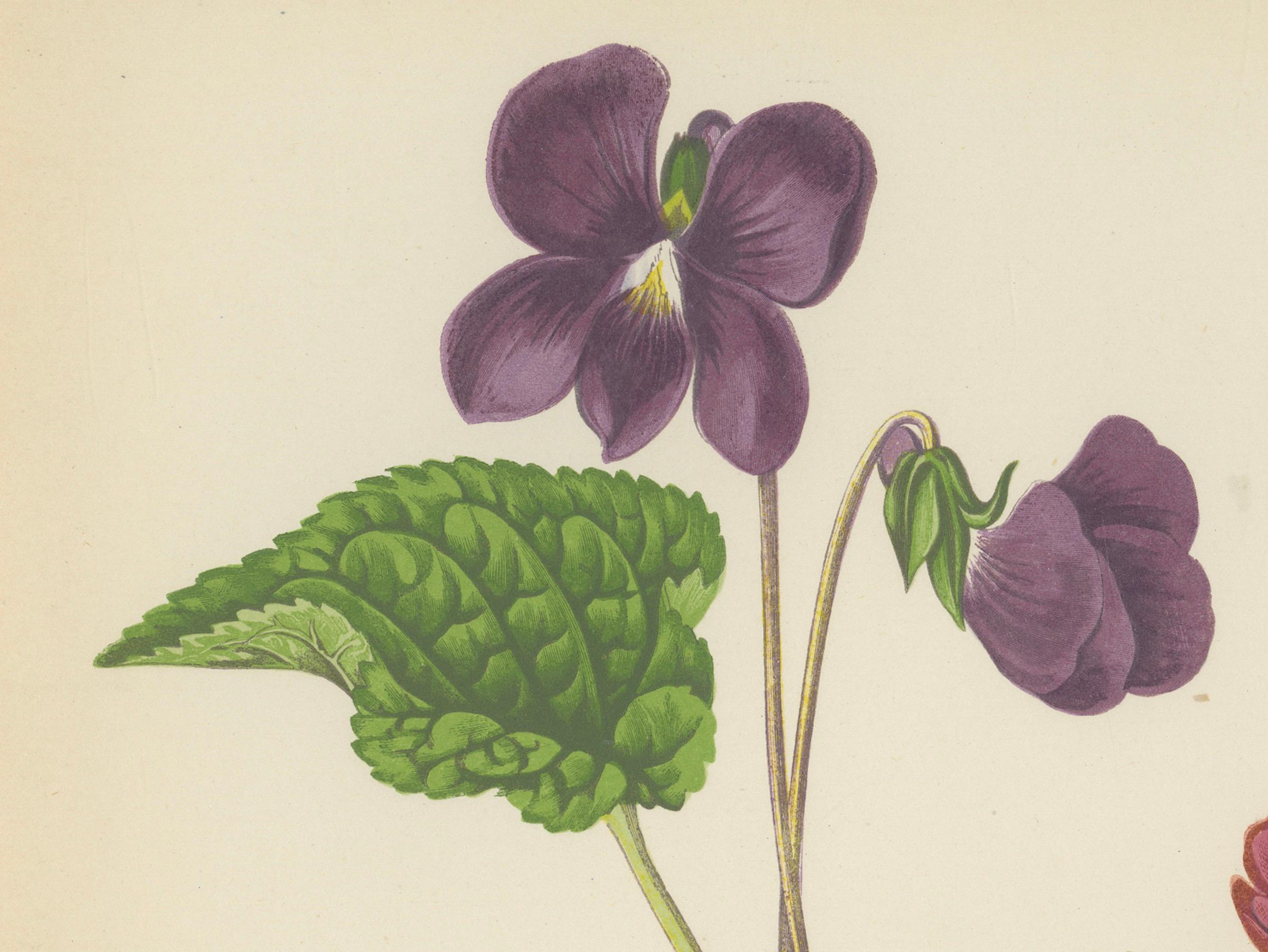 Alpine Violet and Red Calandrinia hand coloured botanical print 1874 In Good Condition For Sale In Langweer, NL