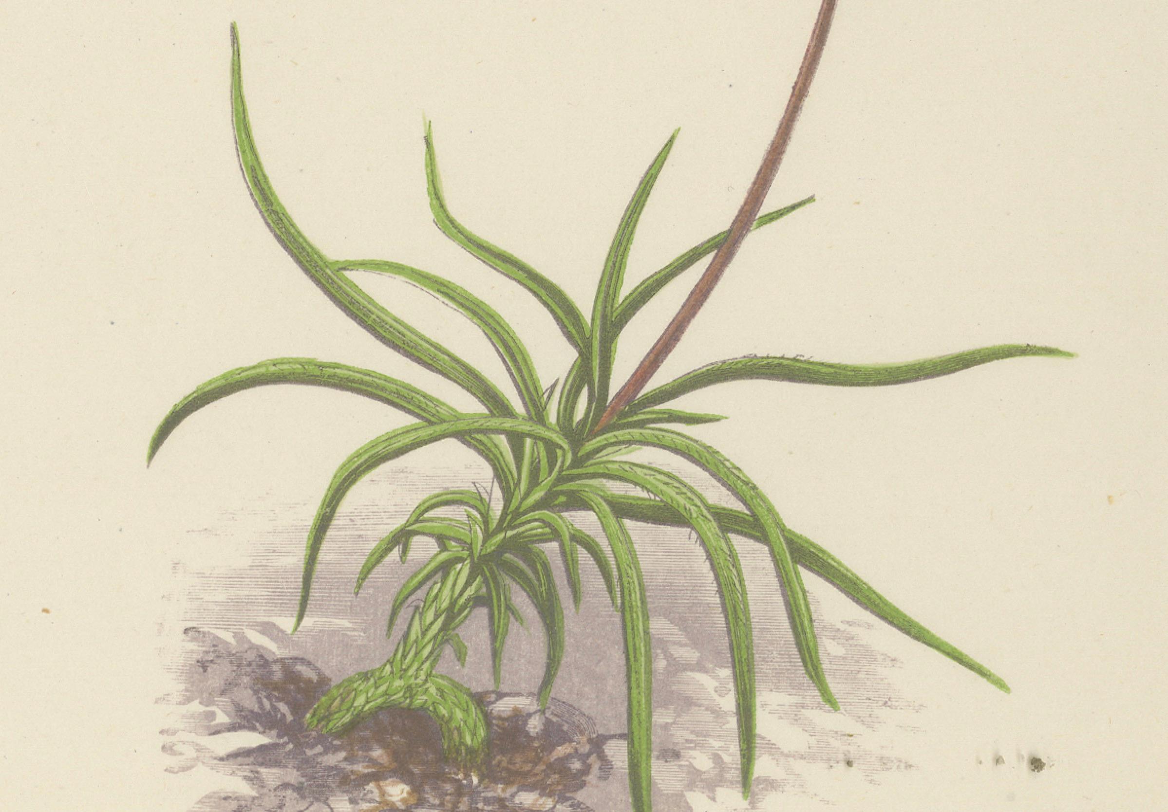 Paper Alpine Violet and Red Calandrinia hand coloured botanical print 1874 For Sale
