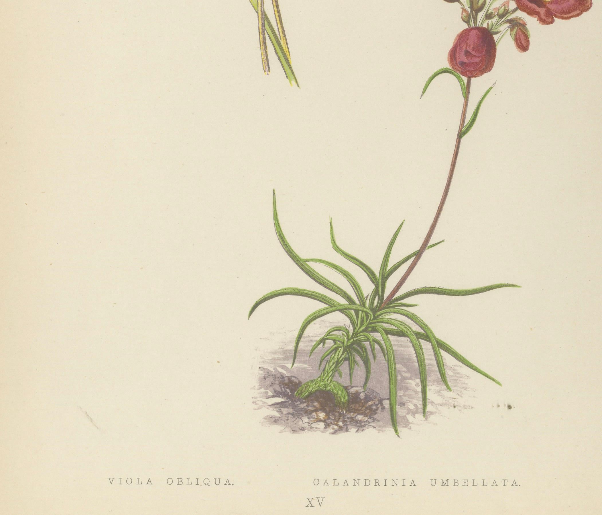Alpine Violet and Red Calandrinia hand coloured botanical print 1874 For Sale 1