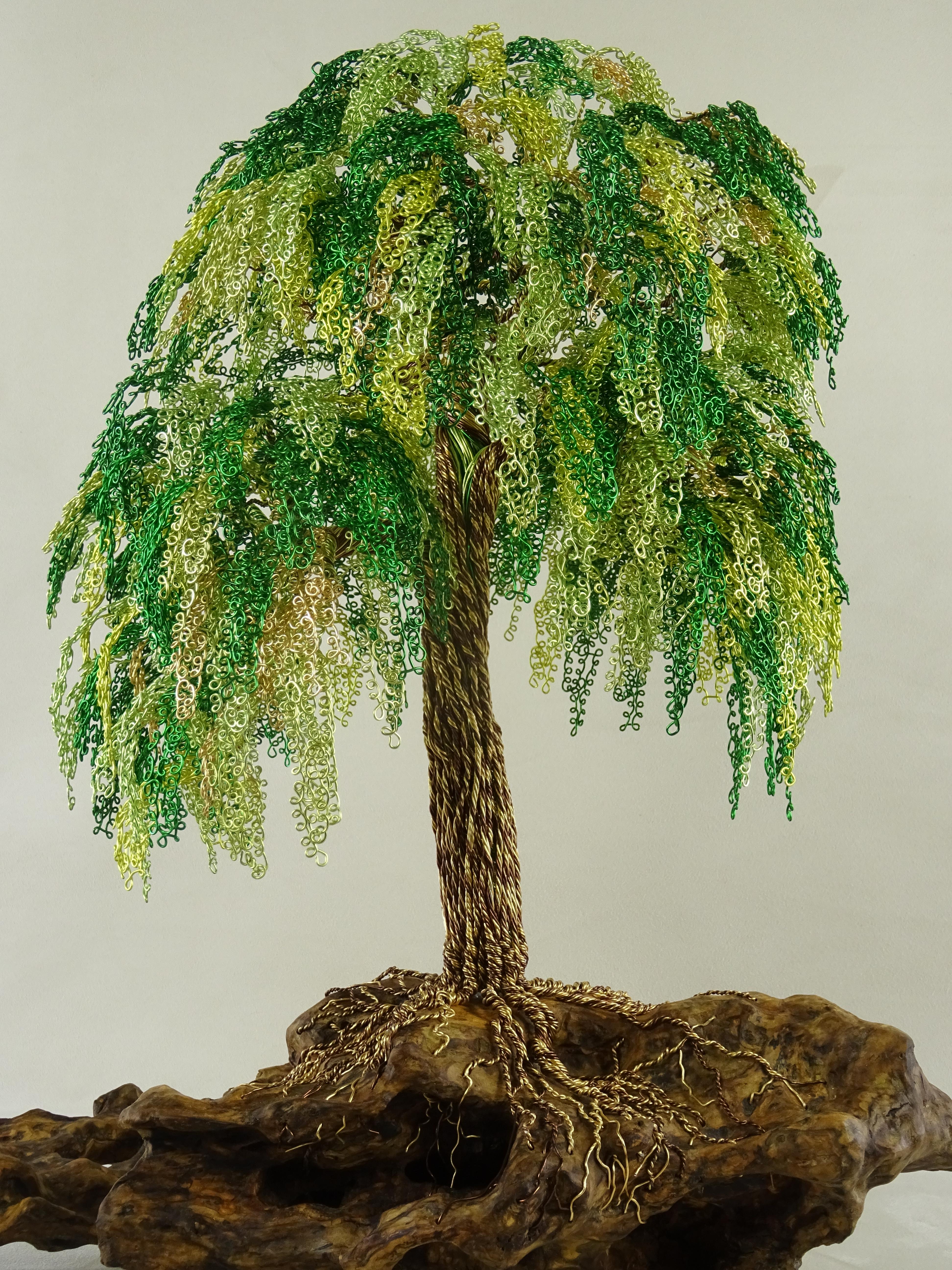 sophora japonica bonsai