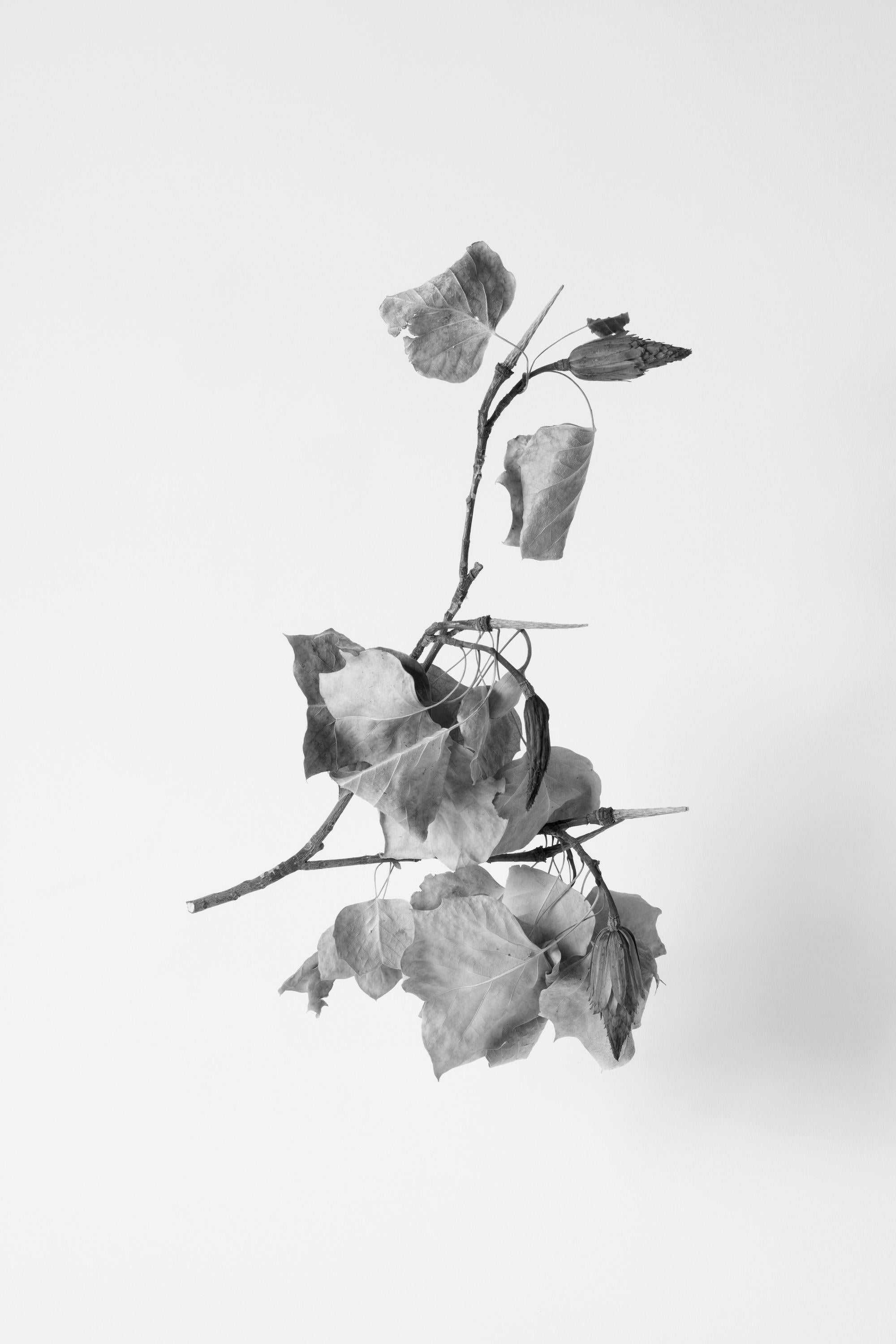 Alyson Belcher Landscape Photograph - Final Season  1095