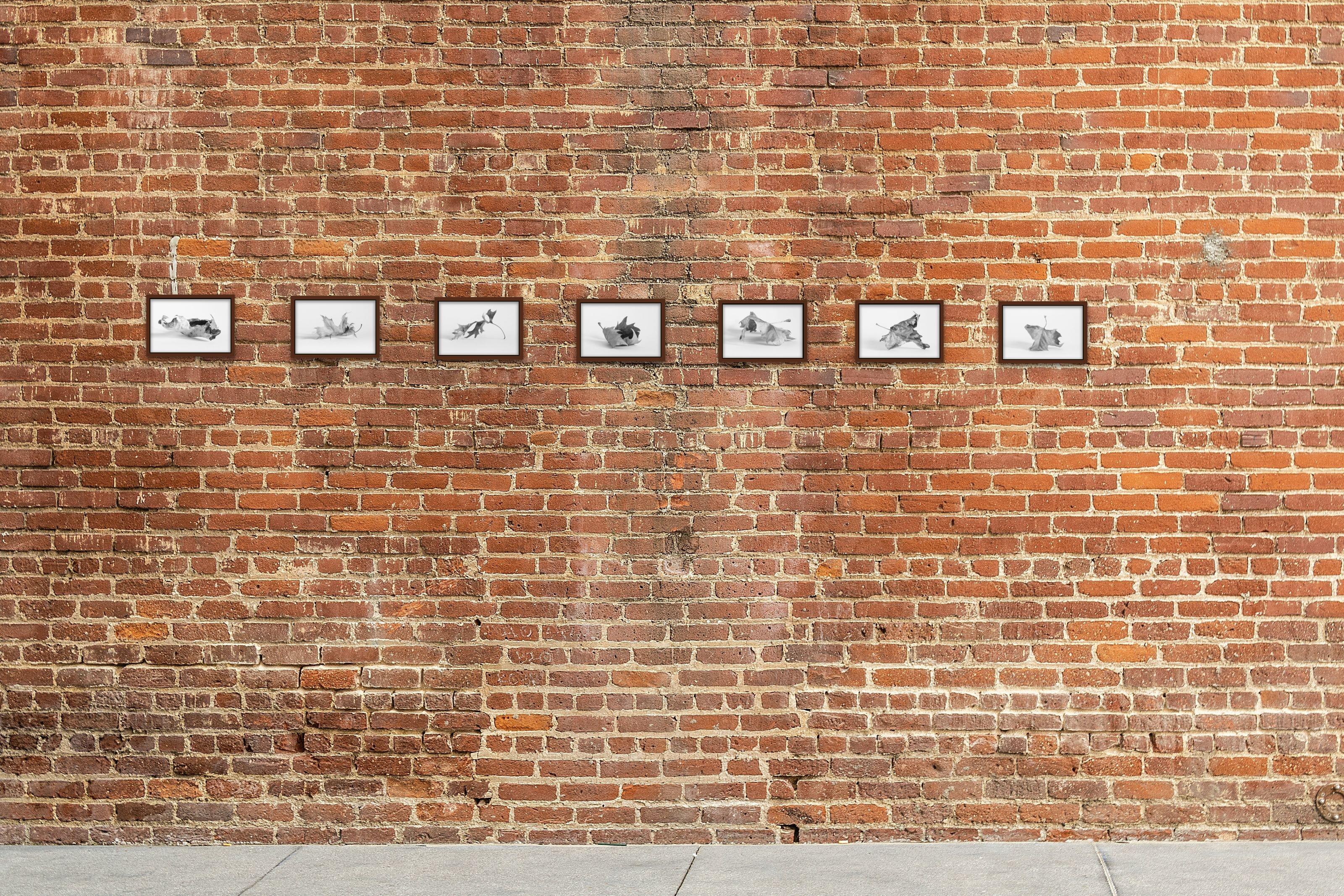 Leaves (set of 7 framed B&W photographs) still life leaf series - Photograph by Alyson Belcher