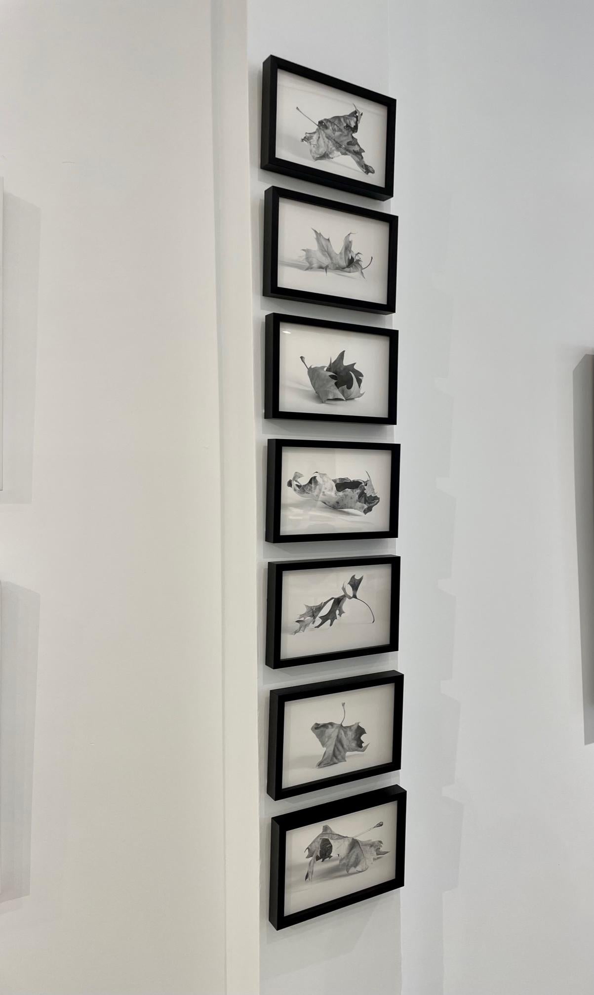 Hojas (conjunto de 7 fotografías en blanco y negro enmarcadas) bodegón serie hojas - Photograph Contemporáneo de Alyson Belcher