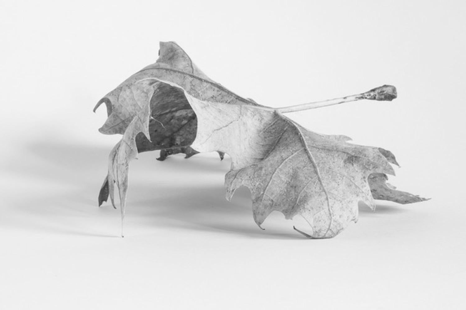 Leaves (set of 7 framed B&W photographs) still life leaf series - Contemporary Photograph by Alyson Belcher