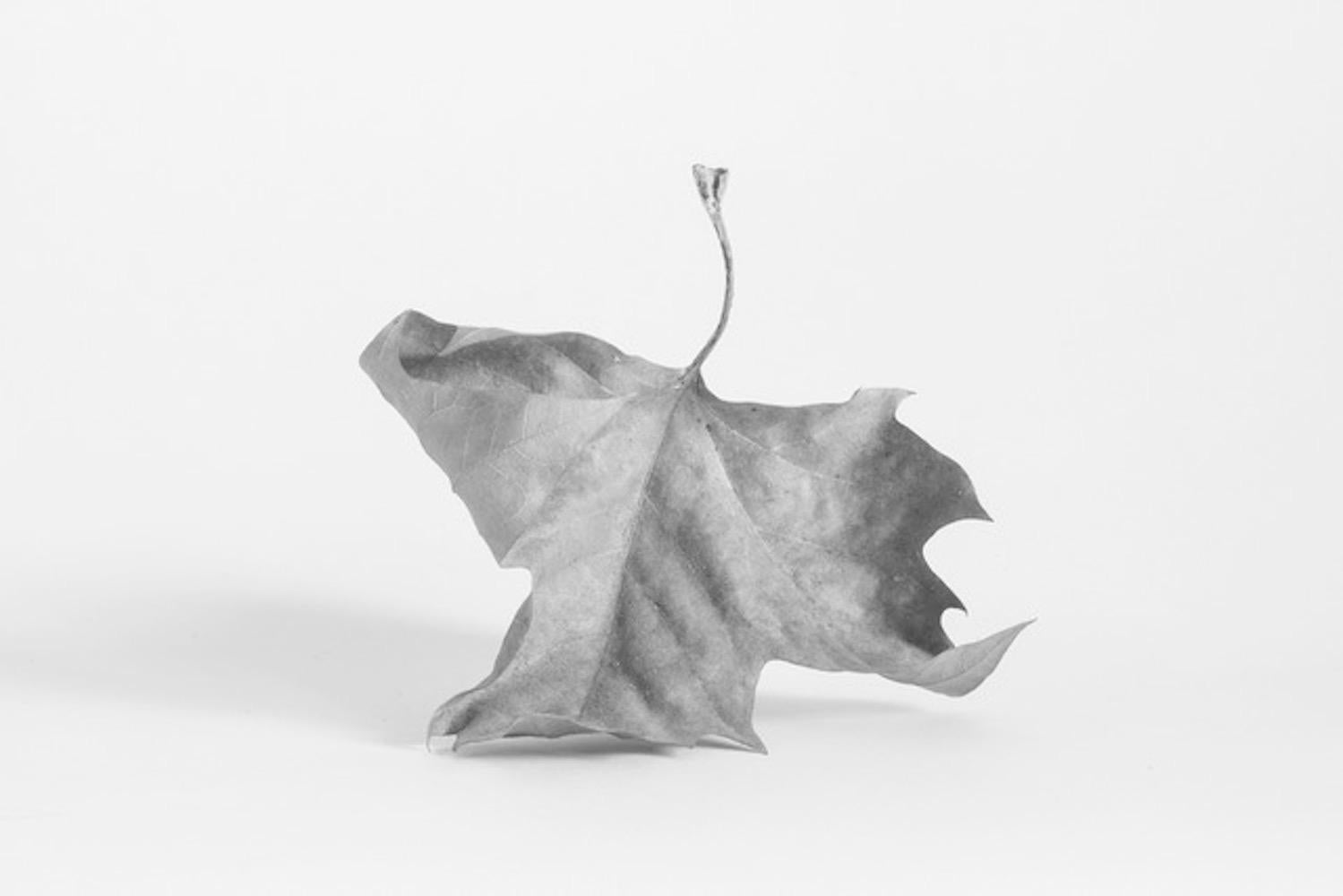 Leaves (set of 7 framed B&W photographs) still life leaf series - Brown Black and White Photograph by Alyson Belcher