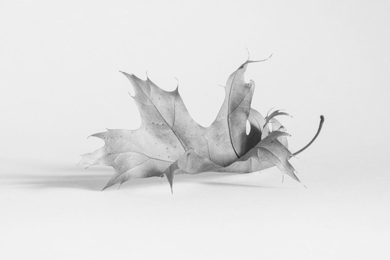 Leaves (set of 7 framed B&W photographs) still life leaf series For Sale 3