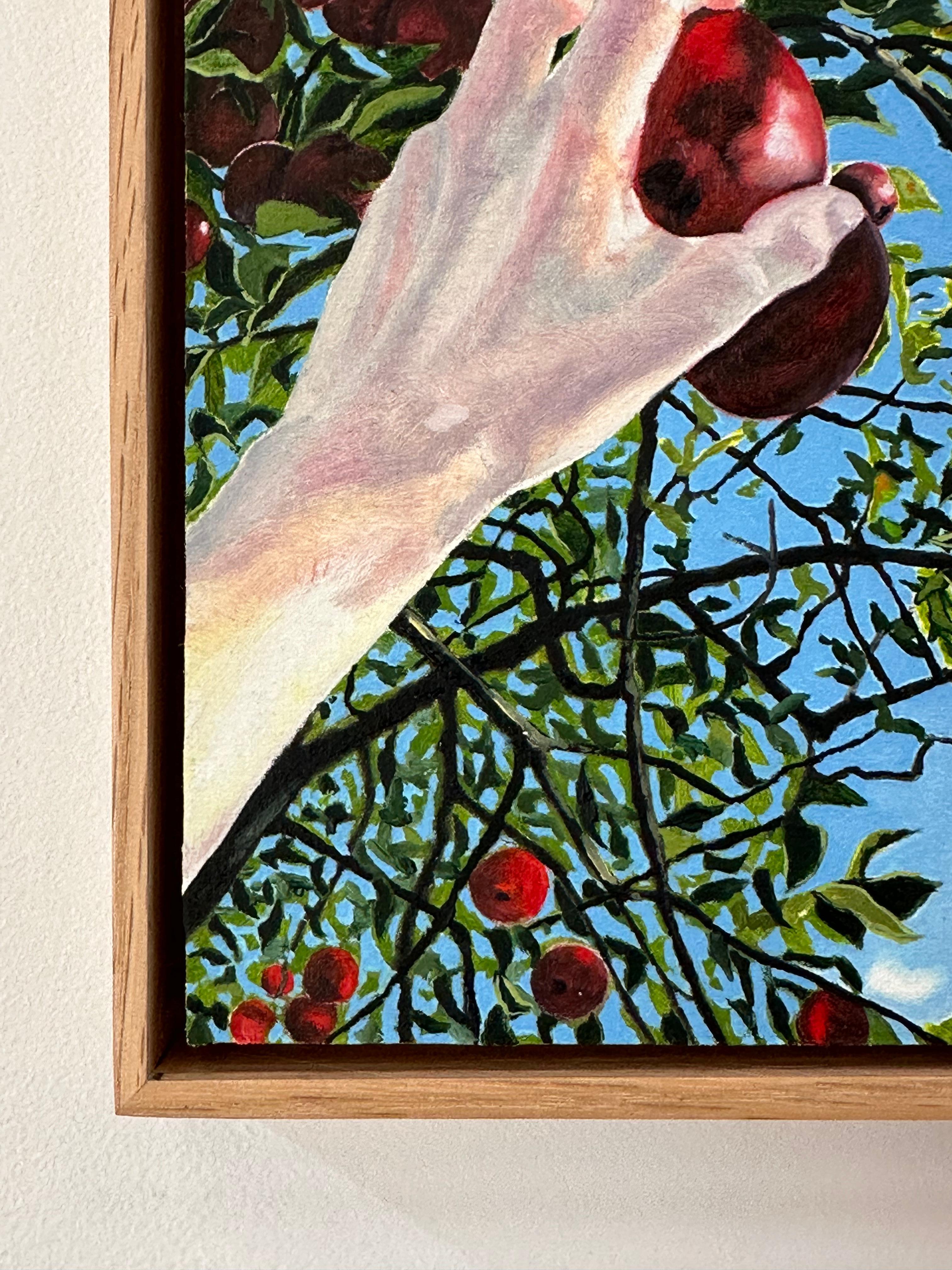 Apple Picking, Hand Reaching for Red Fruit, Green Leaves, Tree, Blue Sky, Fall - Contemporary Painting by Amanda Acker
