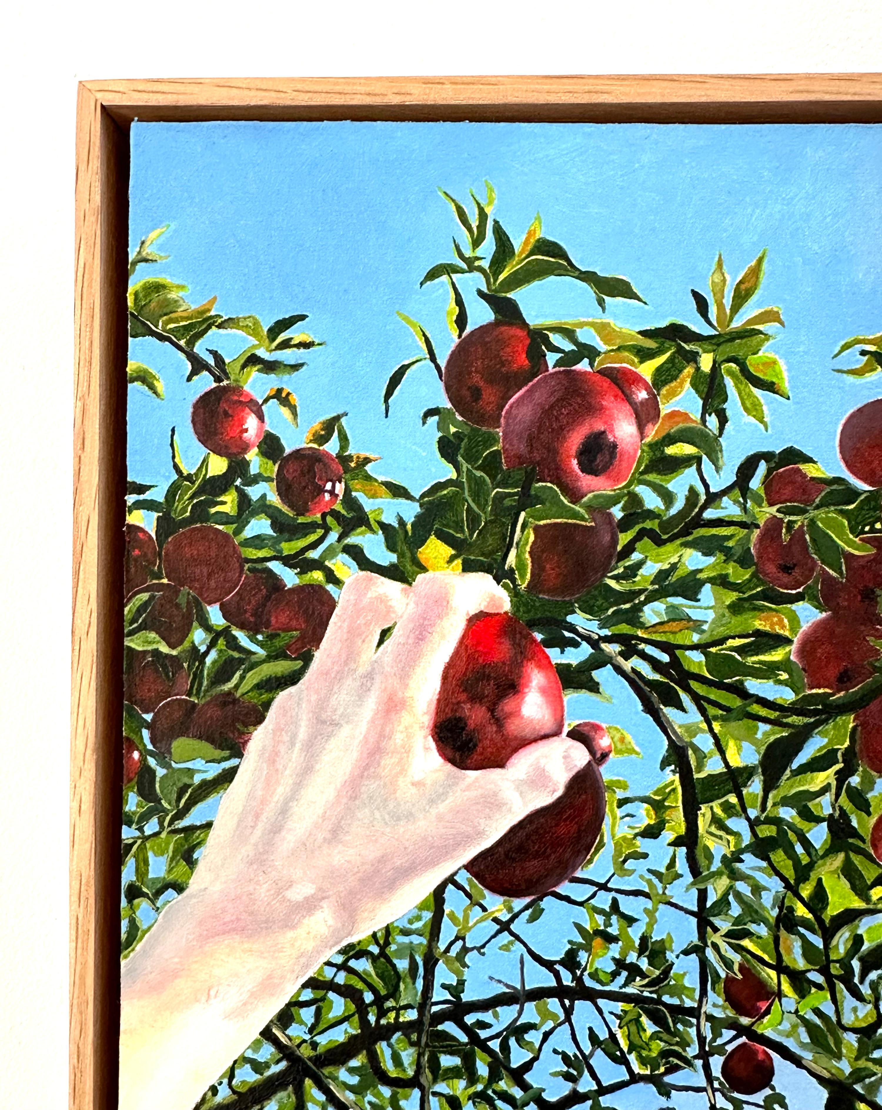 Apple Picking, Hand Reaching for Red Fruit, Green Leaves, Tree, Blue Sky, Fall For Sale 1