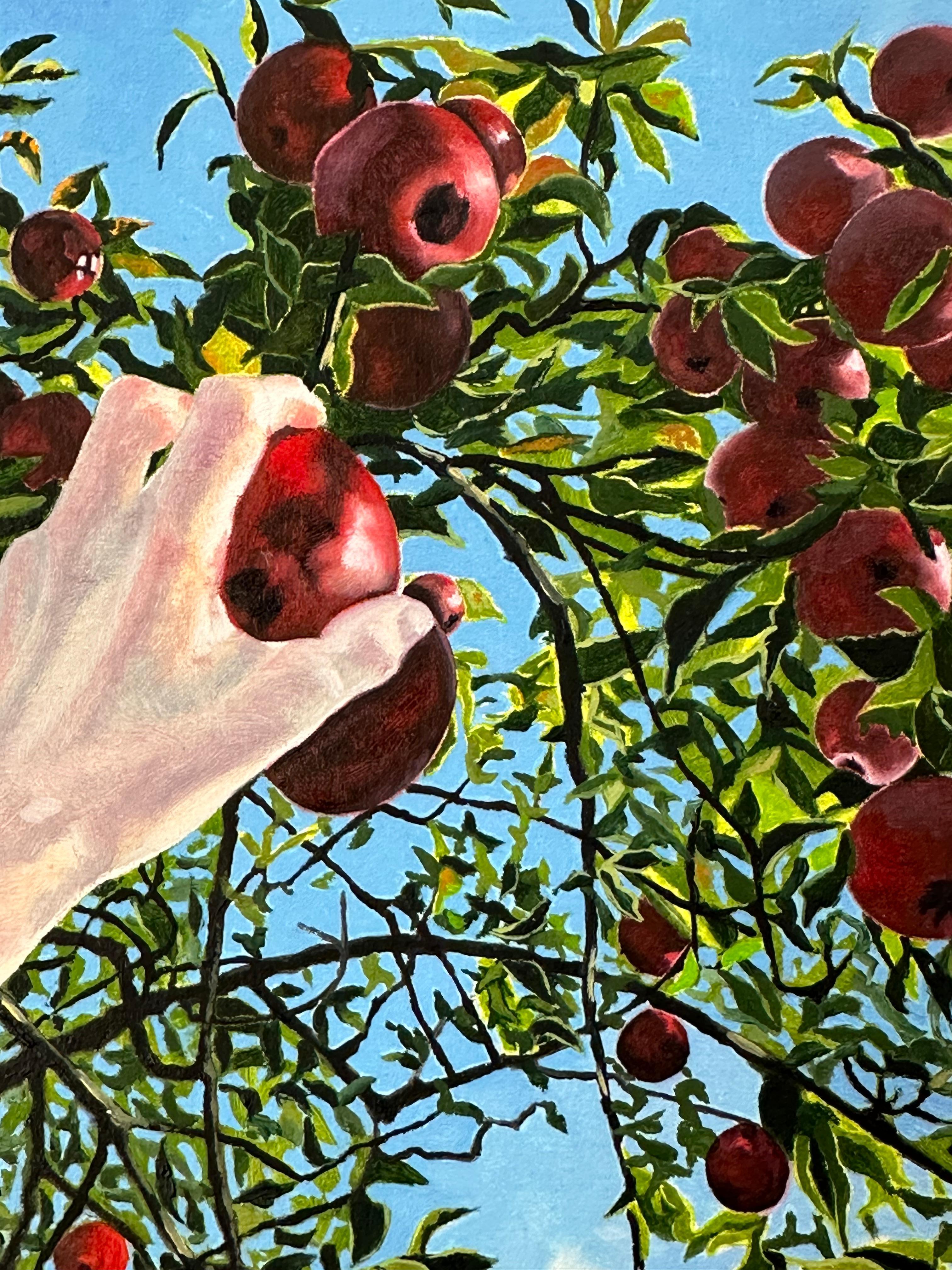 Apple Picking, Hand Reaching for Red Fruit, Green Leaves, Tree, Blue Sky, Fall For Sale 2