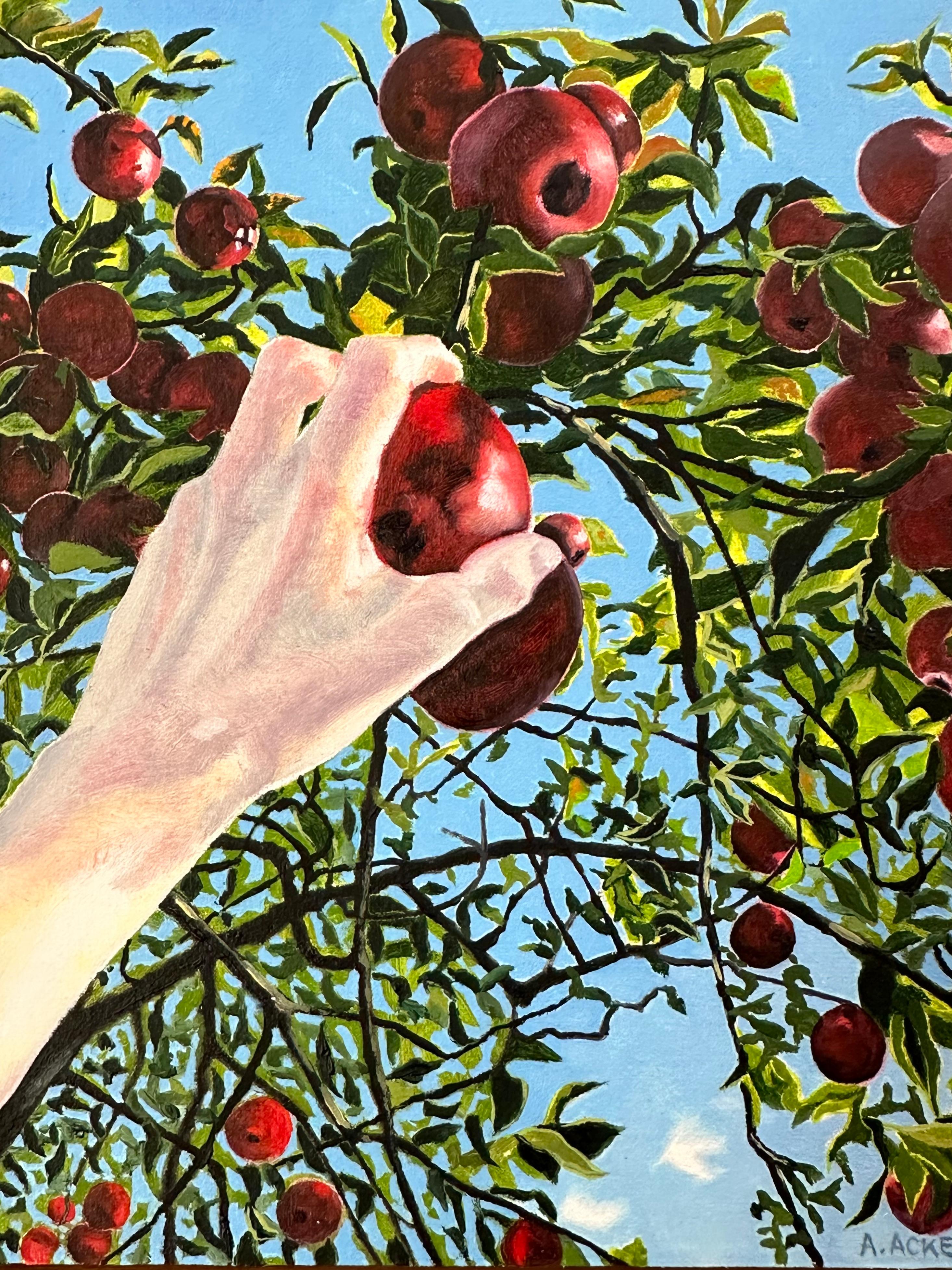 Apple Picking, Hand Reaching for Red Fruit, Green Leaves, Tree, Blue Sky, Fall For Sale 3