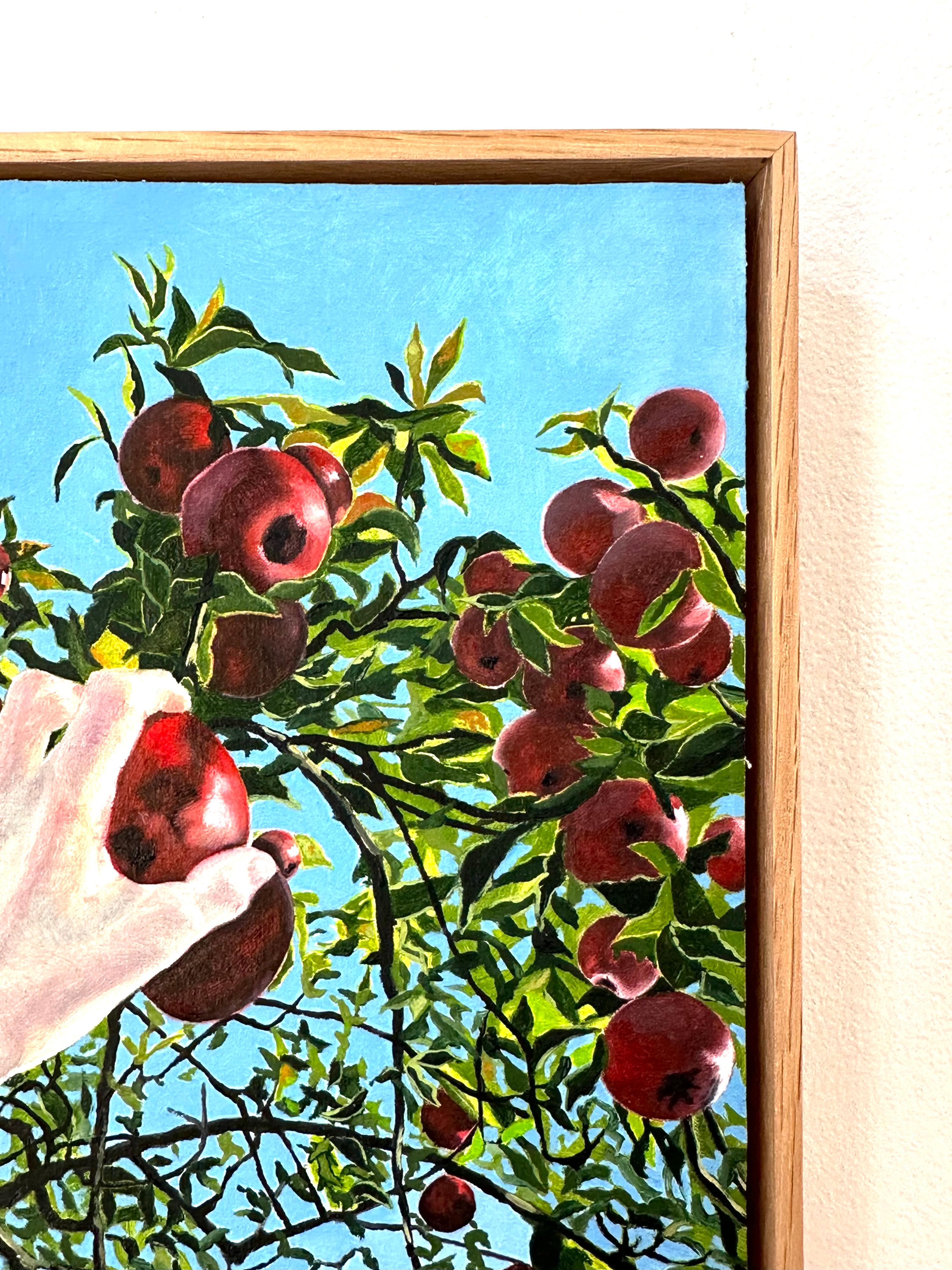 Apple Picking, Hand Reaching for Red Fruit, Green Leaves, Tree, Blue Sky, Fall For Sale 4