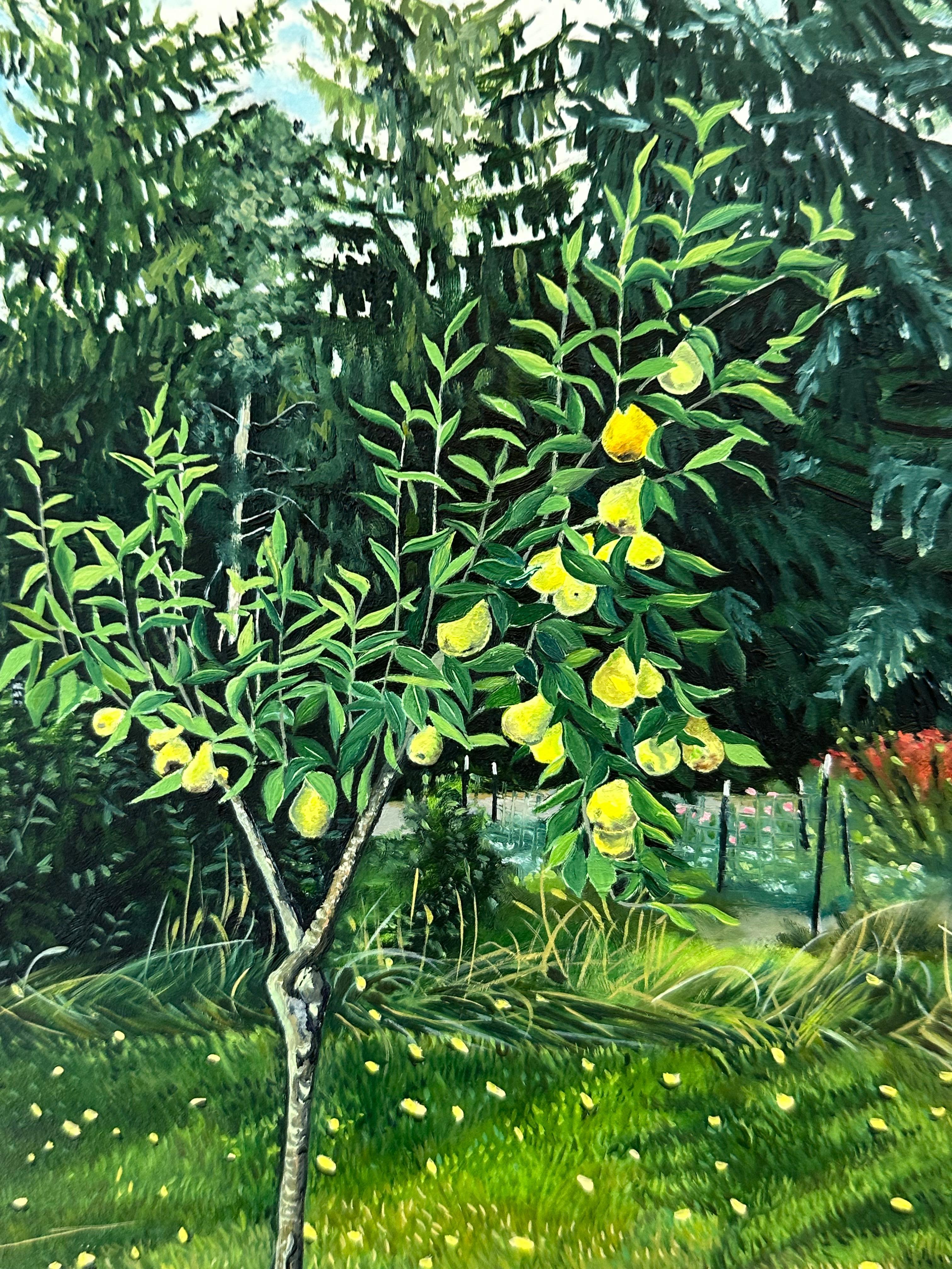 Backyard Pear, Yellow Fruit, Green Leaves, Grass, Trees, Blue Sky Clouds, Garden For Sale 1