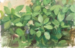 Sage | Landscape/Still Life Painting of Green Sage | Oil on Arches Oil Paper