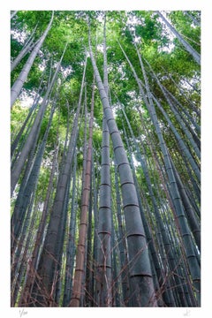 Bamboo - Photograph by Amanda Ludovisi - 2019