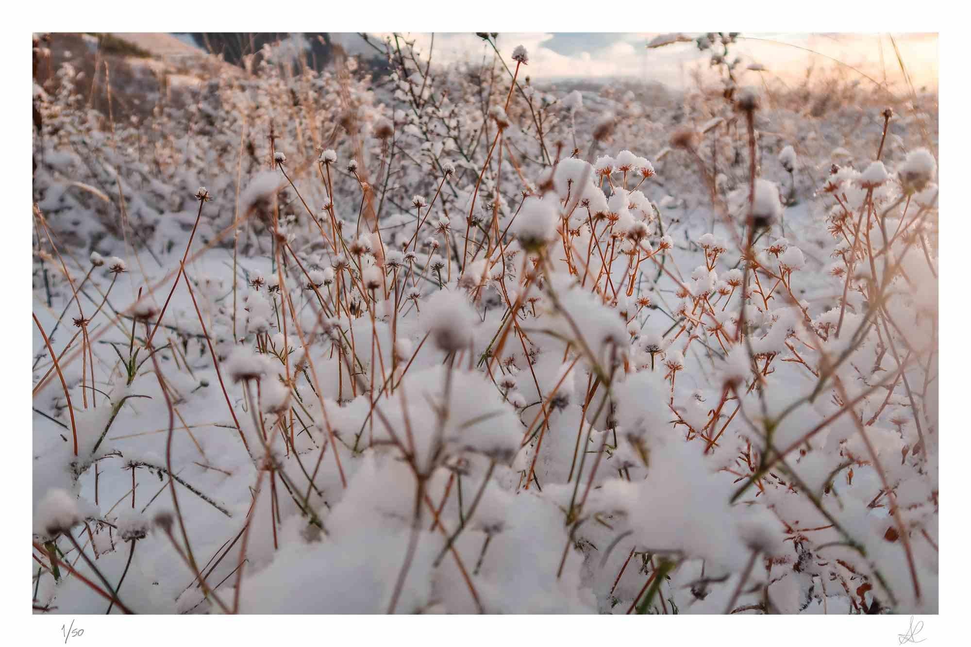 Winter is a photograph taken by Amanda Ludovisi in 2021.

It represents some dry flowers emerging from the snow as an attempt to live. This is a giclée print on Canson Baryta Matt paper. Limited edition of 50 copies.

Monogrammed on the lower right