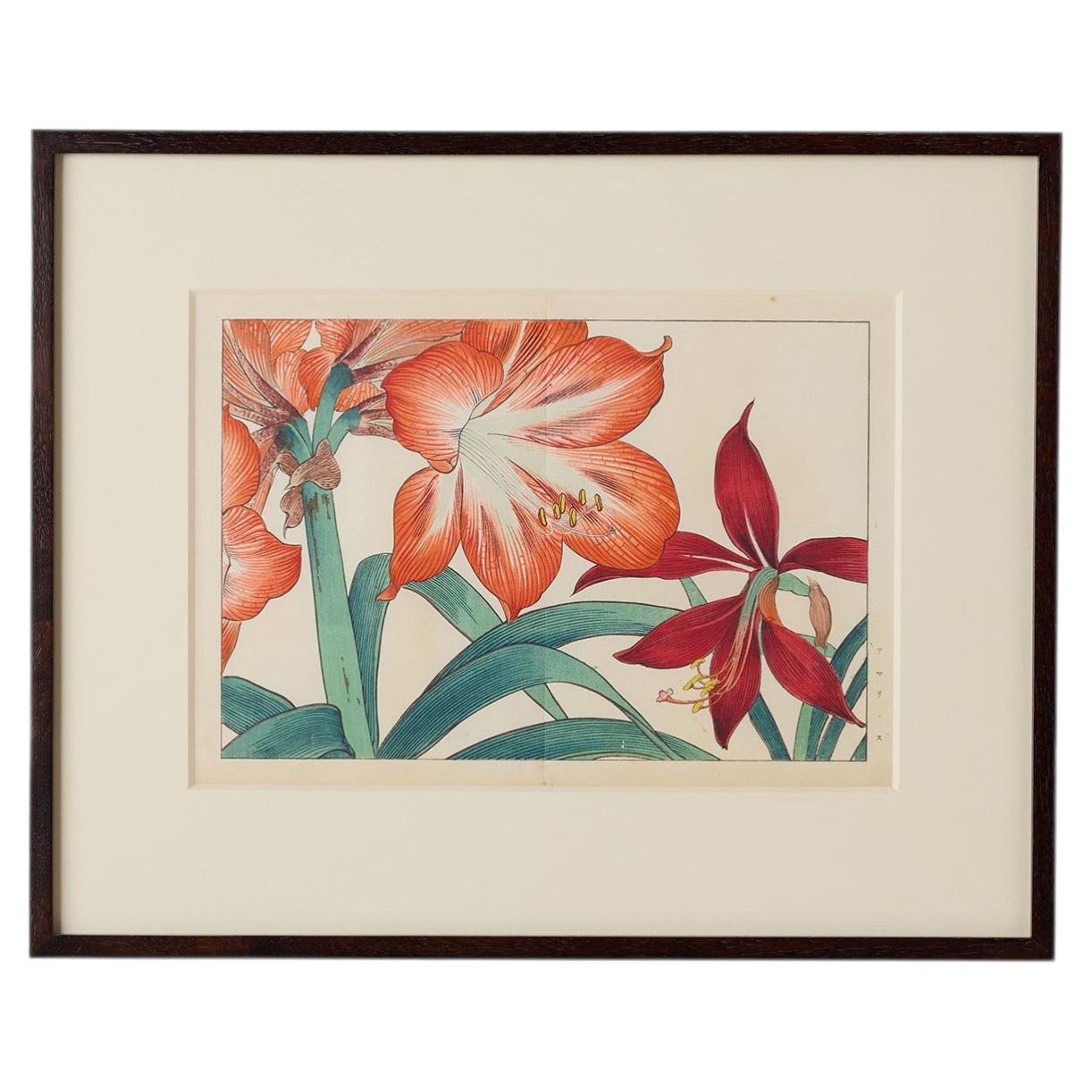Amaryllis Woodblock Print by Tanigami Kōnan