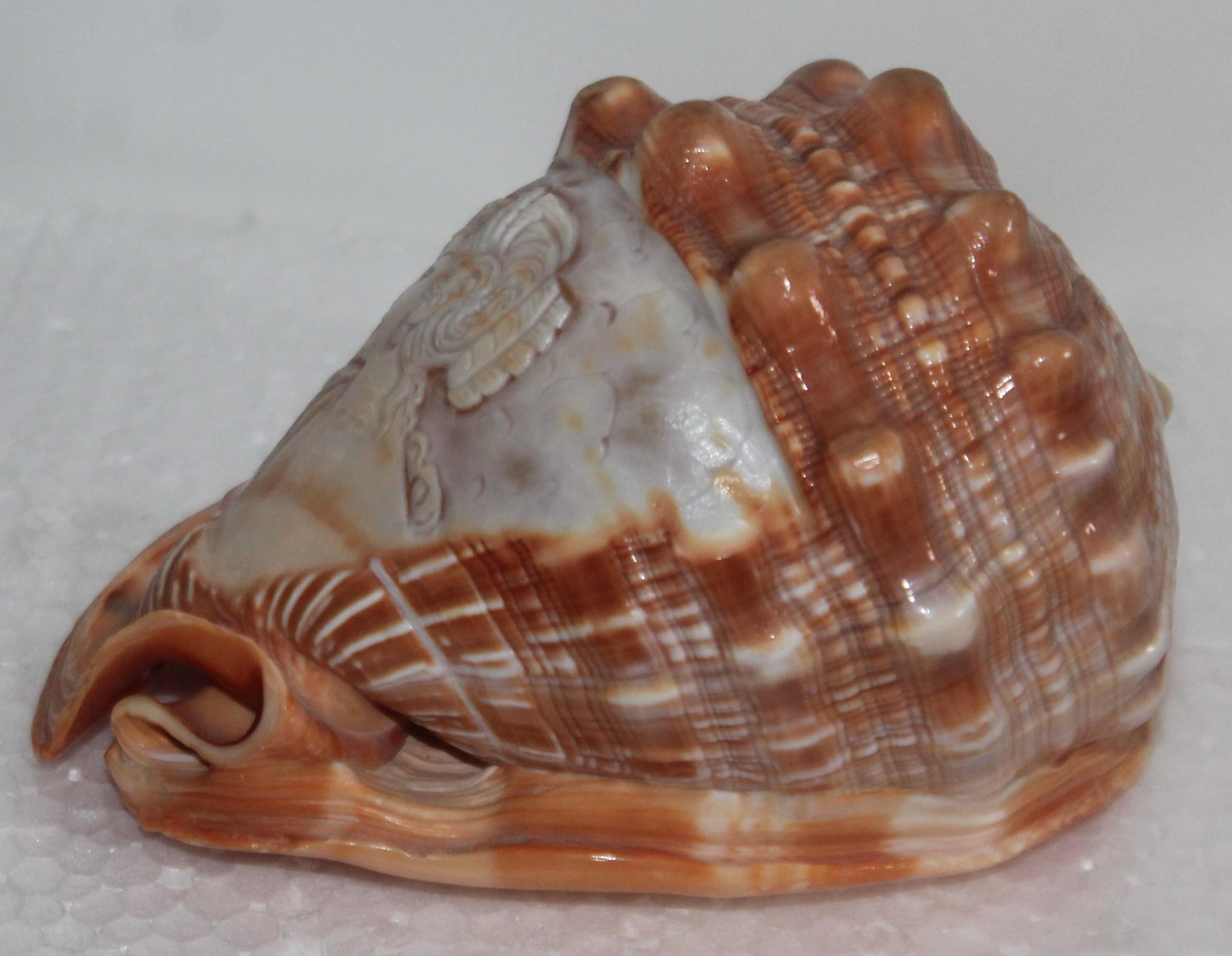 carved shell cameo
