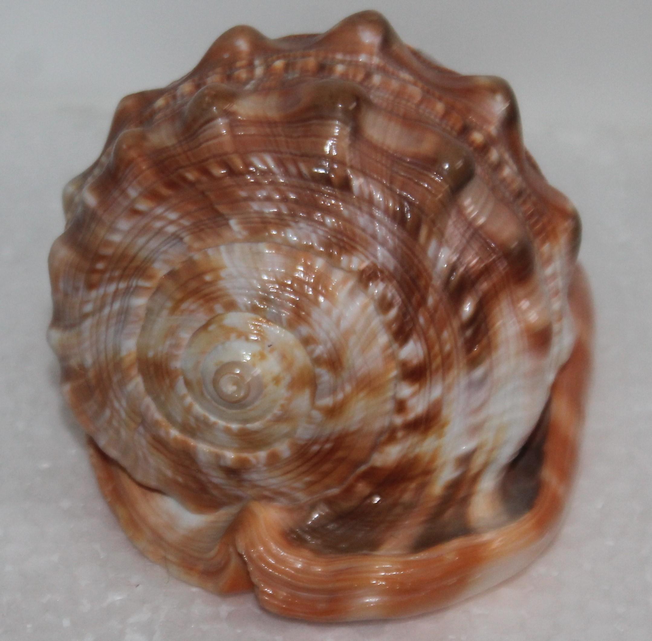 carved cameo seashell