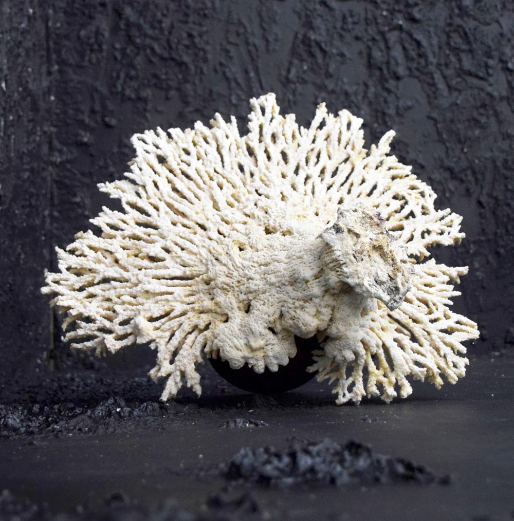 Amazing Coral Collection 3