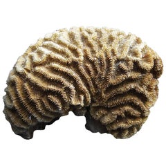Amazing Coral Collection