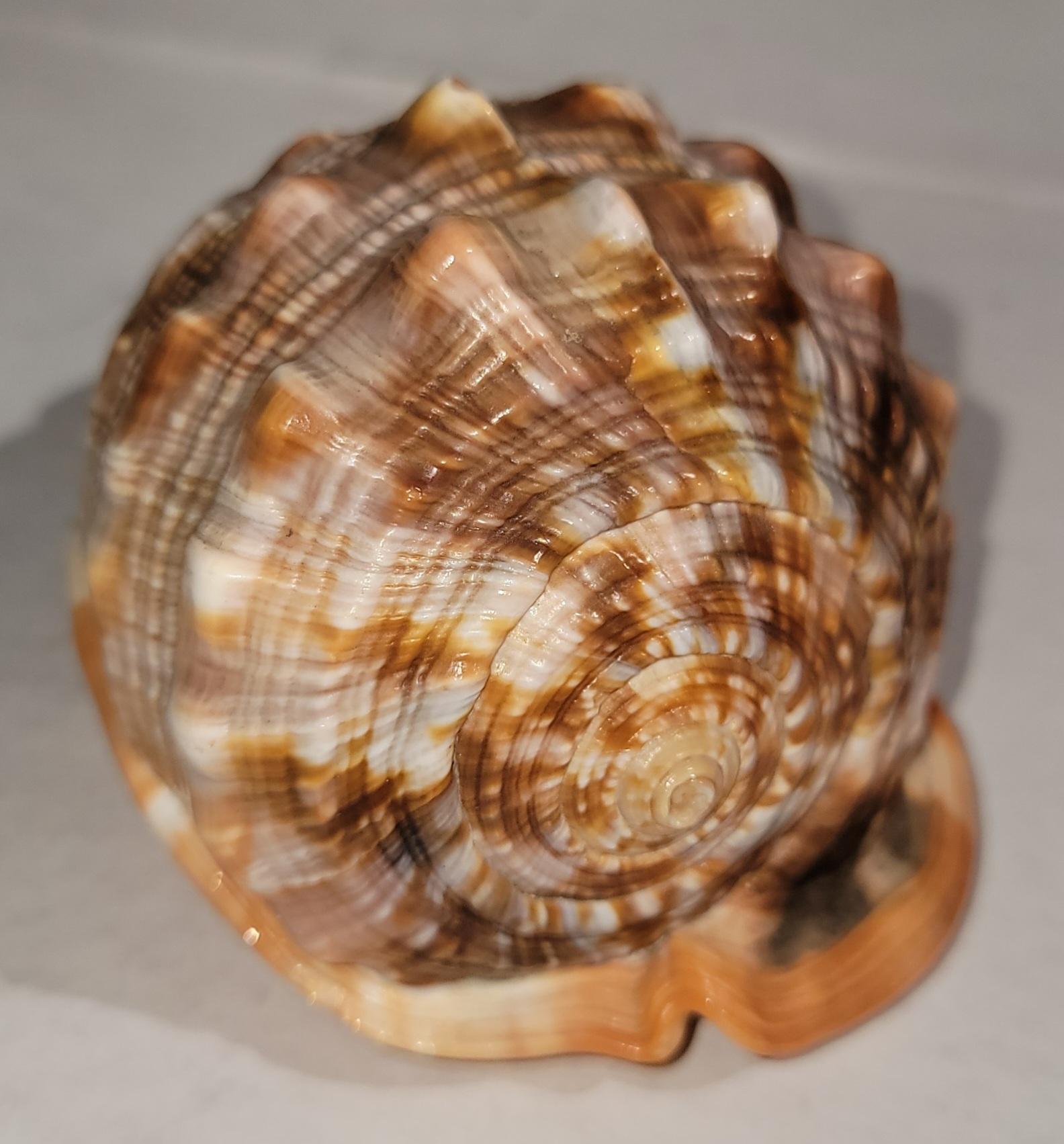 Erstaunliche weibliche Kamee geschnitzt Shell (Adirondack) im Angebot