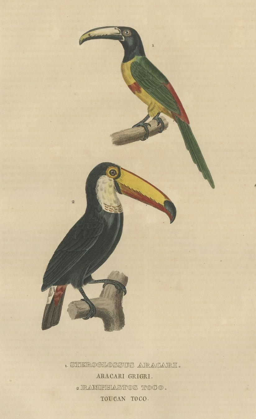 hornbill vs toucan