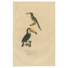 Incredibile stampa originale di uccelli del bucero rinoceronte e del tucano Toco