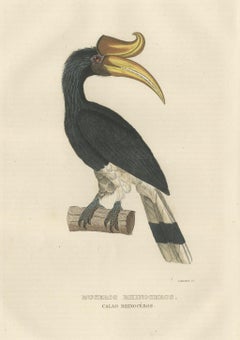 Amazing Original Bird Print of the Rhinoceros Hornbill
