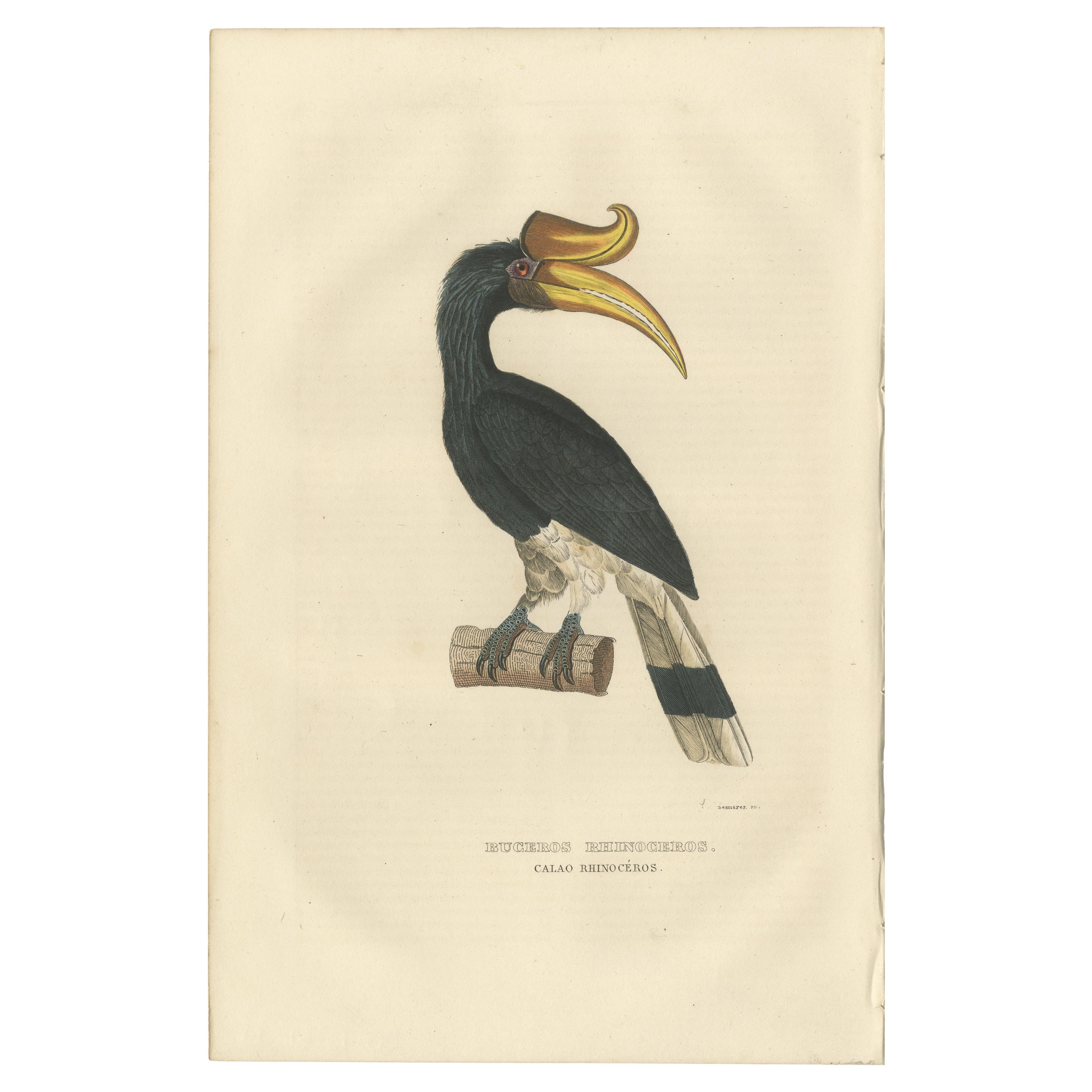 Amazing Original Bird Print of the Rhinoceros Hornbill For Sale