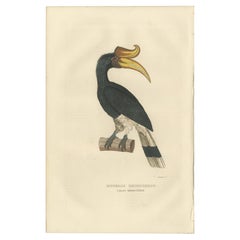 Antique Amazing Original Bird Print of the Rhinoceros Hornbill