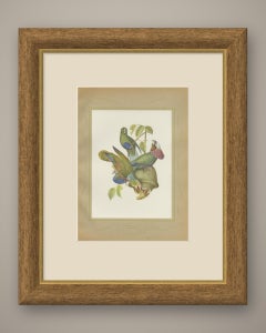 Amazon Parrots, Brazilian Bird Print, Descourtilz, 1944
