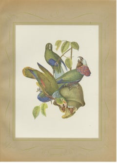Amazon Parrots, Brazilian Bird Print, Descourtilz, 1944
