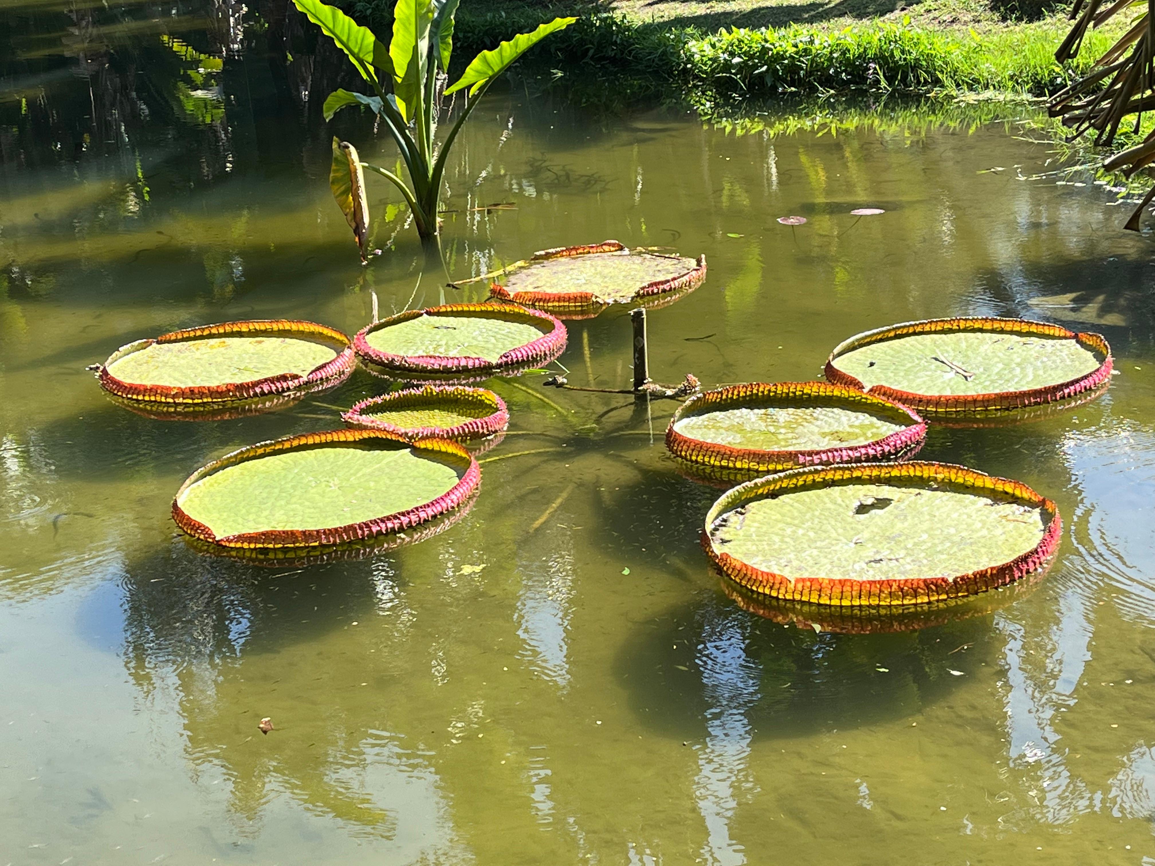 Scultura Victoria Regia dell'Amazzonia in vendita 4