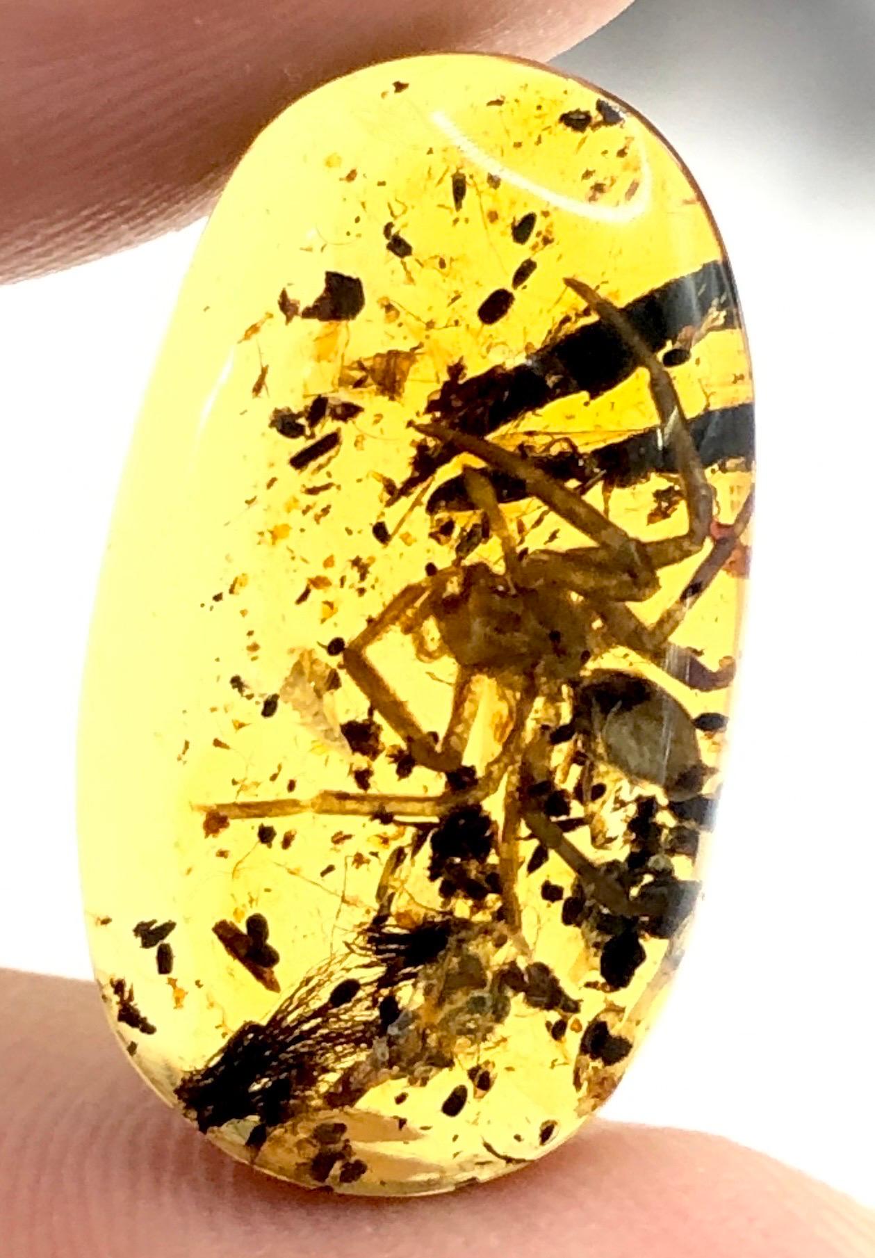 Introducing a remarkable find: Burmese amber housing an ancient secret. Encased within its golden depths, a perfectly preserved spider rests, suspended in time for millions of years. This natural masterpiece offers an unparalleled glimpse into