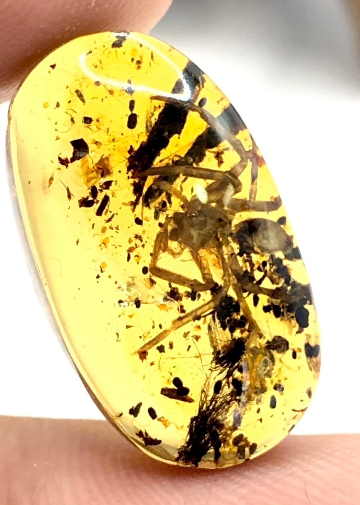 Cabochon Amber Burmese 5.70 ct Rare Collector Item  For Sale