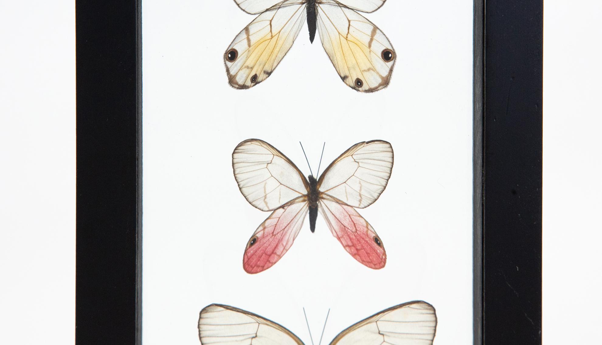 Mounted amber phantom (Haetera piera), blushing phantom (Cithaerias pireta), and reddish clearwing phantom (Haetera Macleannania). 7 3/4