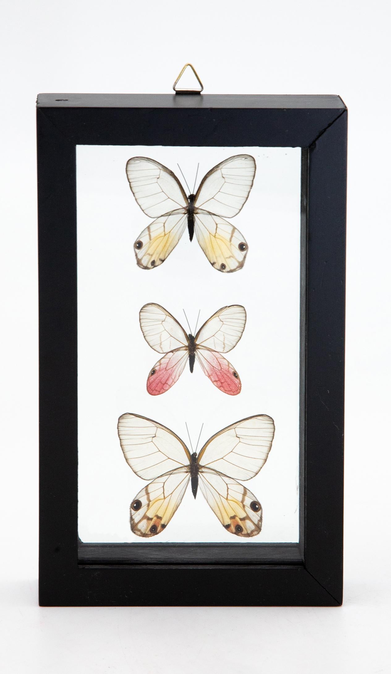 blushing phantom butterfly